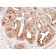 FOLH1 / PSMA (Prostate Epithelial Marker)(FOLH1/2354), CF640R conjugate, 0.1mg/mL