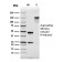 Biotium BNC402364-100, Calbindin 1 (CALB1)(CALB1/2364), CF640R conjugate, 0.1mg/mL