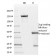 p21WAF1 (Tumor Suppressor Protein)(AC8), CF640R conjugate, 0.1mg/mL