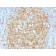Biotium BNC402386-100, CD14 (Monocyte / Macrophage Marker) (LPSR/2386), CF640R conjugate, 0.1mg/mL