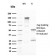 Biotium BNC402394-100, CD25 / IL2RA (Activated Lymphocyte Marker)(IL2RA/2394), CF640R conjugate, 0.1mg/mL