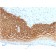 CD44v3 (Marker of Tumor Metastasis)(3G5), CF640R conjugate, 0.1mg/mL
