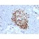 Ki-67 (Proliferating Cell Marker)(MKI67/2466), CF640R conjugate, 0.1mg/mL