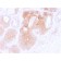 CD44v6 (Marker of Tumor Metastasis)(CD44V6/2496), CF640R conjugate, 0.1mg/mL