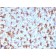 Biotium BNC402507-500, CD11c (Dendritic Cell Marker) (ITGAX/2507), CF640R conjugate, 0.1mg/mL