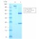 Human IgM (Immunoglobulin Mu Heavy Chain) (B-Cell Marker)(rIGHM/2558), CF640R conjugate, 0.1mg/mL