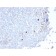 Human IgM (Immunoglobulin Mu Heavy Chain) (B-Cell Marker) (IGHM/2559R), CF640R conjugate, 0.1mg/mL