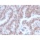NRF1(NRF1/2608), CF640R conjugate, 0.1mg/mL