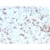 Prolactin (Pituitary Tumor Marker)(PRL/2641), CF640R conjugate, 0.1mg/mL