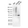 MMP3 (Marker of Metastasis and Rheumatoid Arthritis)(MMP3/2655), CF640R conjugate, 0.1mg/mL