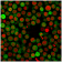 PD-L1 / PDCD1LG1 / CD274 / B7-H1 (Cancer Immunotherapy Target) (PDL1/2746), CF640R conjugate, 0.1mg/mL