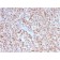Biotium BNC402763-100, CD40 Ligand / CD154 / TRAP1 (Activation Marker of T-Lymphocytes)(CD40LG/2763), CF640R conjugate, 0.1mg/mL