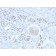 PAX8 (Renal Cell Marker)(PAX8/2774R), CF640R conjugate, 0.1mg/mL
