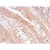 CD59 / Complement Regulatory Protein / Protectin (MACIF/2867R), CF640R conjugate, 0.1mg/mL
