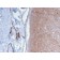 Drebrin 1 (DBN1)(DBN1/2879), CF640R conjugate, 0.1mg/mL