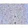 Cystatin A(CSTA/2882), CF640R conjugate, 0.1mg/mL