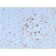 CD68 (Macrophage Marker) (C68/2908R), CF640R conjugate, 0.1mg/mL