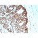 MSH6 (DNA Mismatch Repair Protein)(MSH6/2927), CF640R conjugate, 0.1mg/mL