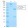 Cyclin B1 (G2- & M-phase Cyclin)(CCNB1/2978R), CF640R conjugate, 0.1mg/mL