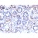 MUC3 (Mucin 3)(MUC3/2992R), CF640R conjugate, 0.1mg/mL