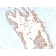 Transferrin (Early Marker of Oligodendrocytes)(TF/3001), CF640R conjugate, 0.1mg/mL