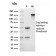 Lymphocyte Specific Protein 1 (LSP1) / pp52(LSP1/3042), CF640R conjugate, 0.1mg/mL