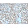 MCAM (Melanoma Cell Adhesion Molecule) / MUC18 / CD146(MCAM/3048), CF640R conjugate, 0.1mg/mL