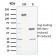 Cytochrome P450 3A1 / CYP3A1(P6), CF640R conjugate, 0.1mg/mL