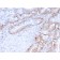 PCNA (Proliferating Cell Nuclear Antigen) (G1- & S-phase Marker)(PC5), CF640R conjugate, 0.1mg/mL