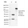 ORC1(7F6/1), CF640R conjugate, 0.1mg/mL