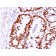 MSH6 (DNA Mismatch Repair Protein)(MSH6/3085), CF640R conjugate, 0.1mg/mL