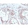 Nucleophosmin (Acute Myeloid Leukemia Marker)(NPM1/3286), CF640R conjugate, 0.1mg/mL