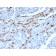 Napsin A (Lung Adenocarcinoma Marker)(NAPSA/3309), CF640R conjugate, 0.1mg/mL
