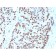 NKX3.1 (Metastatic Prostate Adenocarcinoma Marker)(NKX3.1/3348), CF640R conjugate, 0.1mg/mL