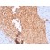 Fodrin / Alpha Spectrin II (SPTAN1) / NEAS(SPTAN1/3352), CF640R conjugate, 0.1mg/mL