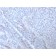 Estrogen Receptor, alpha (Marker of Estrogen Dependence)(ESR1/3373), CF640R conjugate, 0.1mg/mL