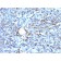 CD68 (Macrophage Marker)(rLAMP4/824), CF640R conjugate, 0.1mg/mL