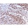 CD44 / HCAM Std. (Cancer Stem Cell Marker)(rHCAM/918), CF640R conjugate, 0.1mg/mL