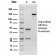 CD79b (B-Cell Marker)(rIGB/1842), CF640R conjugate, 0.1mg/mL