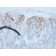 MUC2 (Mucin 2)(rMLP/842), CF640R conjugate, 0.1mg/mL