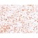 Human Lambda Light Chain (B-Cell Marker)(rLLC/3777), CF640R conjugate, 0.1mg/mL