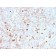 Biotium BNC403788-100, CD14 (Monocyte / Macrophage Marker)(rLPSR/2408), CF640R conjugate, 0.1mg/mL