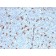 CD68 (Macrophage Marker) (C68/2501), CF543 conjugate, 0.1mg/mL