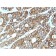 Biotium BNC432615-500, Cadherin 17 / LI Cadherin (Liver-Intestine Marker)(CDH17/2615), CF543 conjugate, 0.1mg/mL