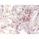 MAGE A1(MA454), CF647 conjugate, 0.1mg/mL