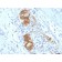 CD56 / NCAM(123C3.D5), CF647 conjugate, 0.1mg/mL