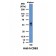 CD63(NKI-C3), CF647 conjugate, 0.1mg/mL
