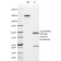 p53(PAb122), CF647 conjugate, 0.1mg/mL