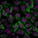 Cytokeratin 8(C-43), CF647 conjugate, 0.1mg/mL