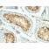 HSP60(GROEL/730), CF647 conjugate, 0.1mg/mL